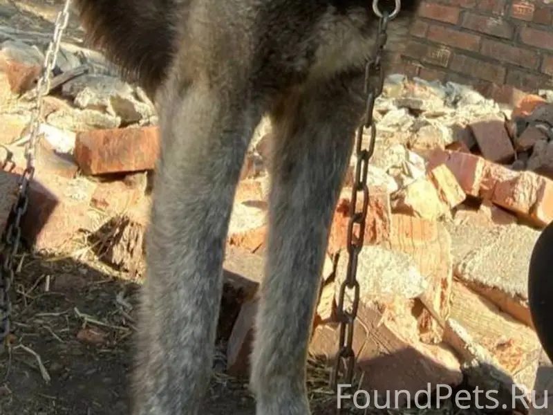 Пропала собака. Отзывается на ...