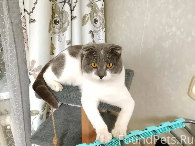 Кот Майкл. Возраст 2 года. Жил...