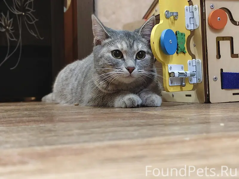 Найден котенок на ул. Ленина 6...