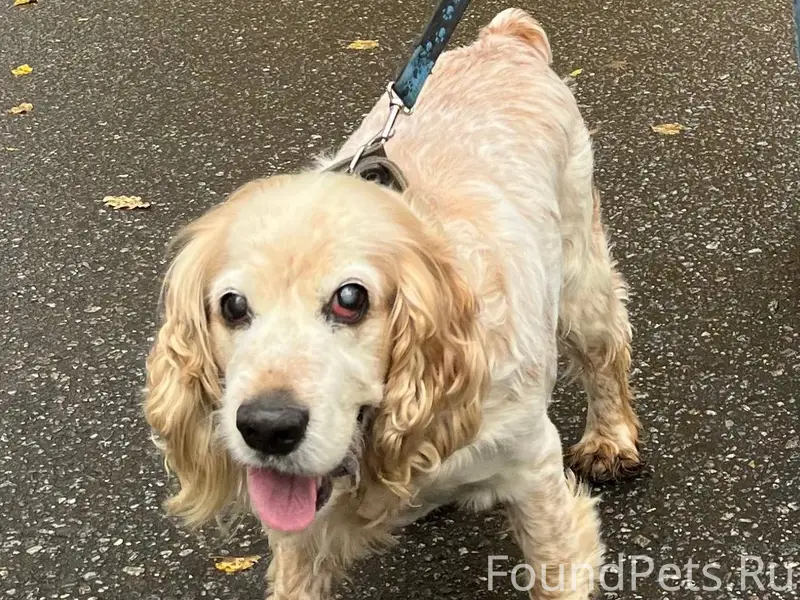 Пропала собака утром 09.01‼️🦮 ...