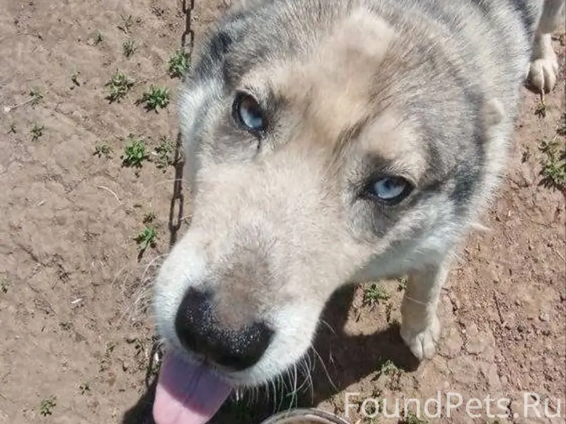 Пропала собака утром 7 января,...