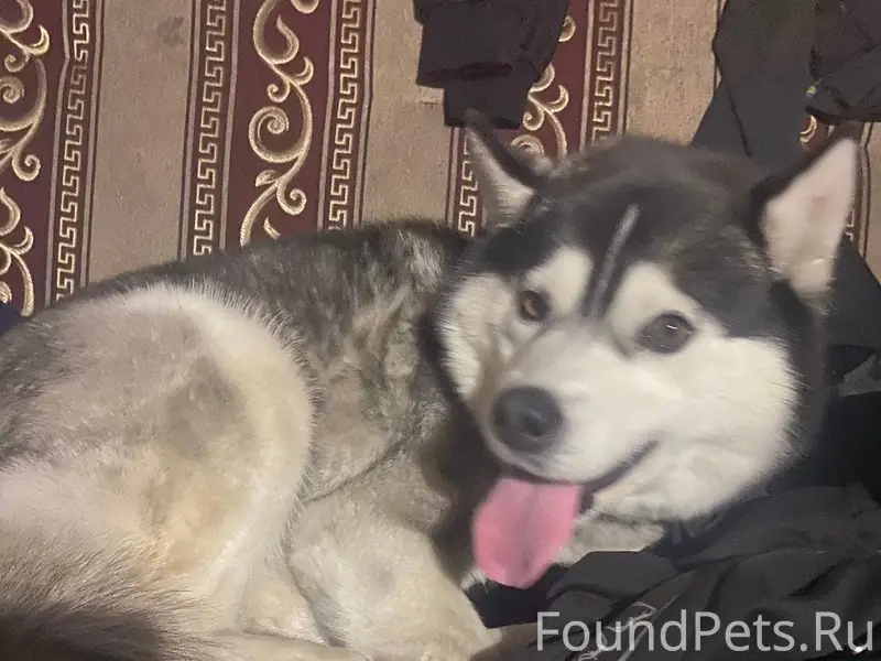 Найдена собака с красным ошейн...