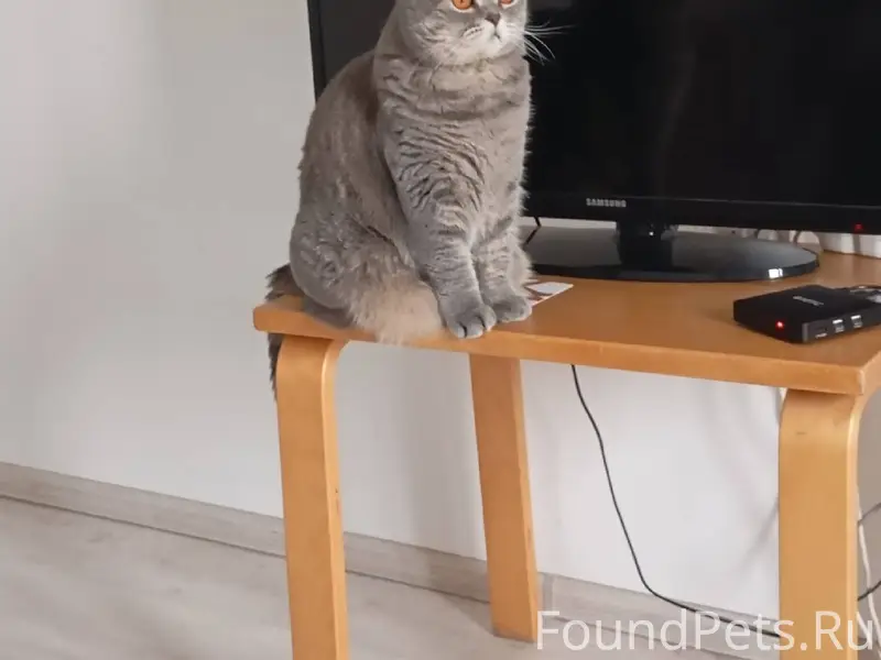 Пропала кошка!!! Зовут Алиса!!...