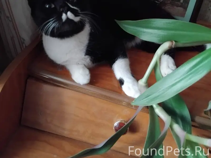 Пост по просьбе!!! Феликс, кот...