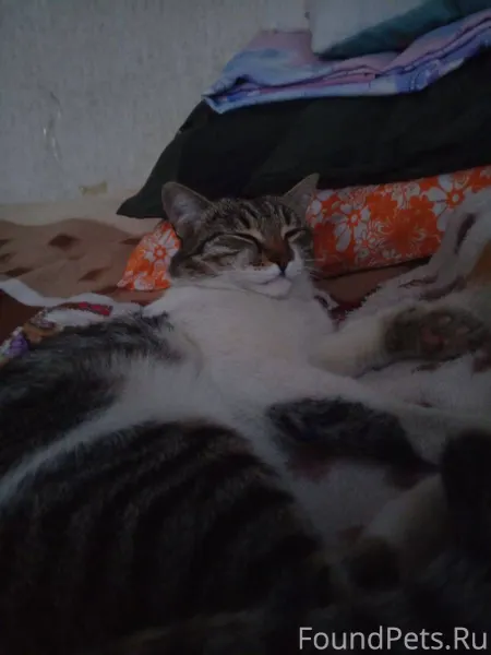 Пропал кот, зовут Семён. Где-т...