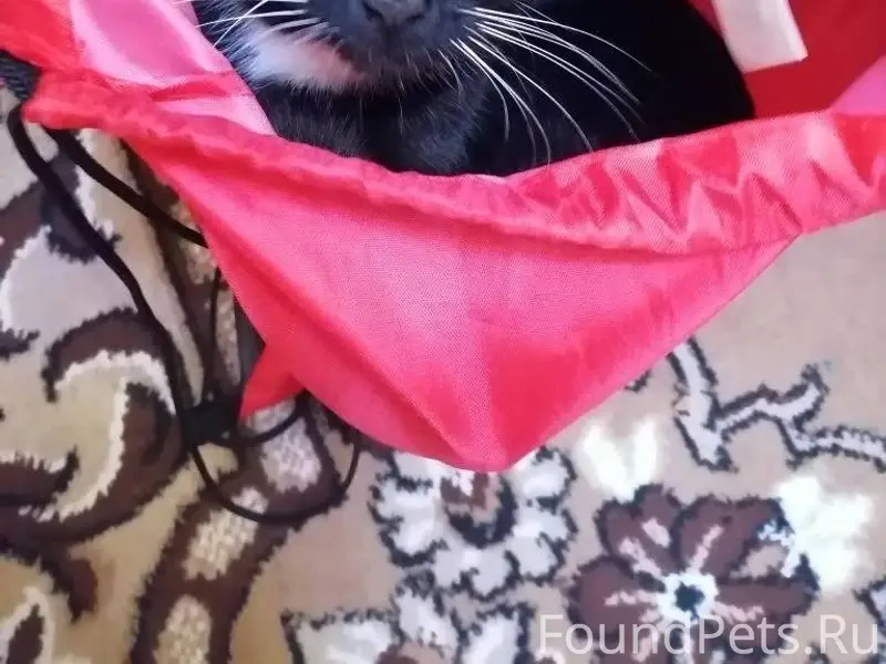 ПРОПАЛ КОТ❗❗❗ Кличка Тимоша, н...