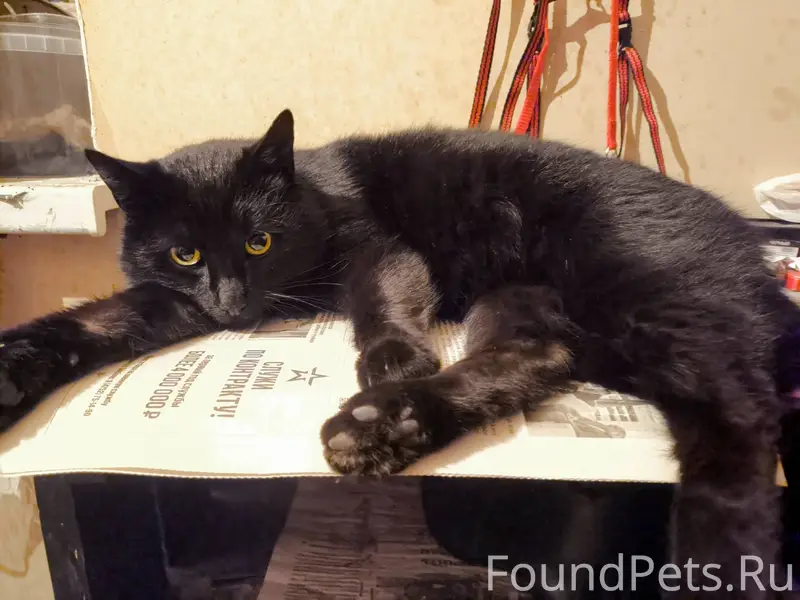 Прибился кот около 4-х дней...