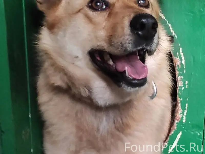 Ищем собаку, убежала вечером н...