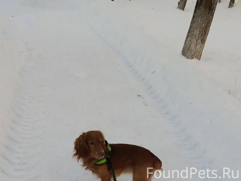 Помогите пожалуйста найти соба...