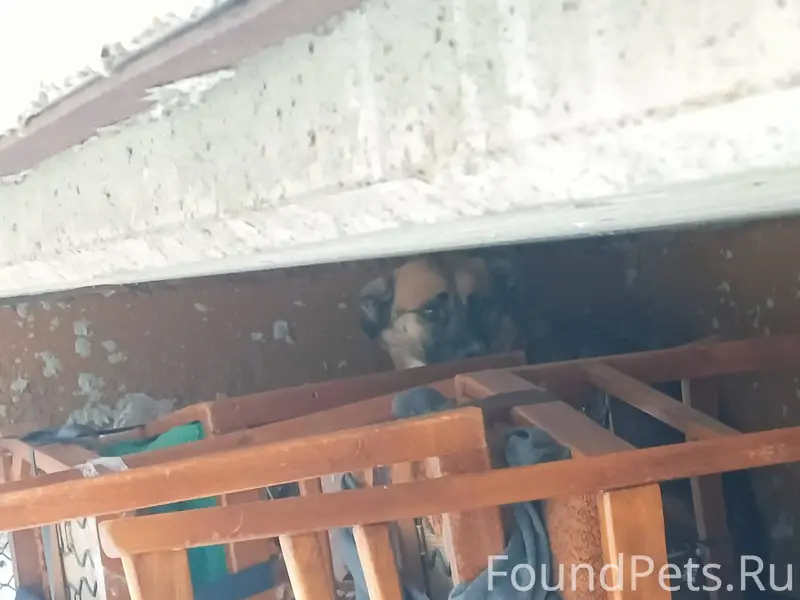 Уже несколько дней около наших...