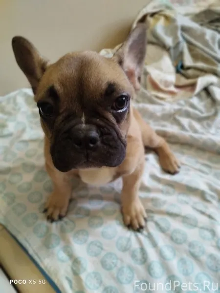 Найден щенок французский бульд...