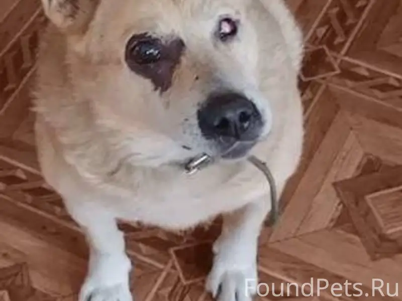 Пропала собака! Помогите найти...