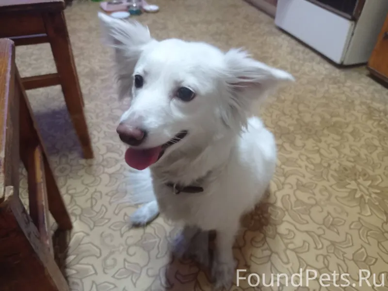 Найдена собака возле магазина ...