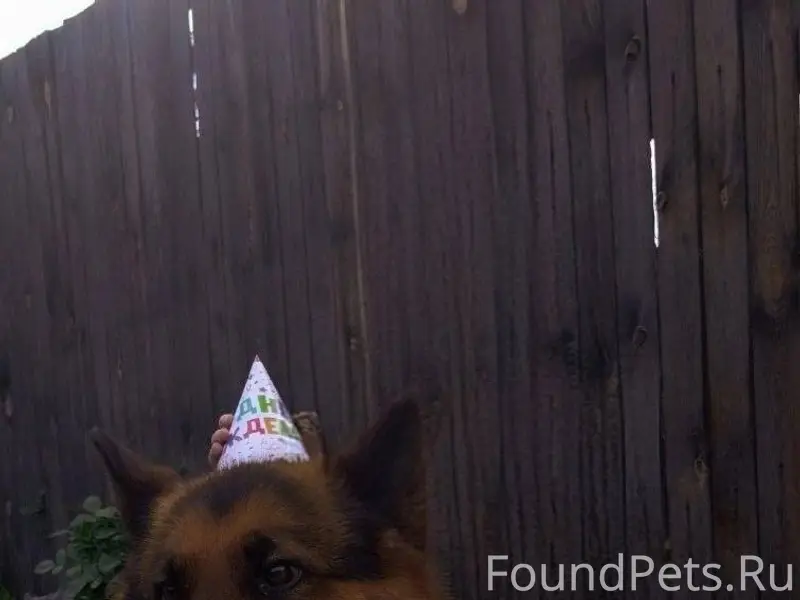 9.01 утром убежал пес с...