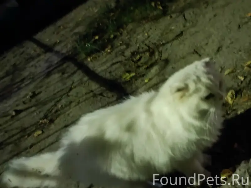 Найдена белая кошка, Орловская 8
