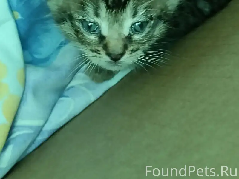 Найден котёнок, Тольятти