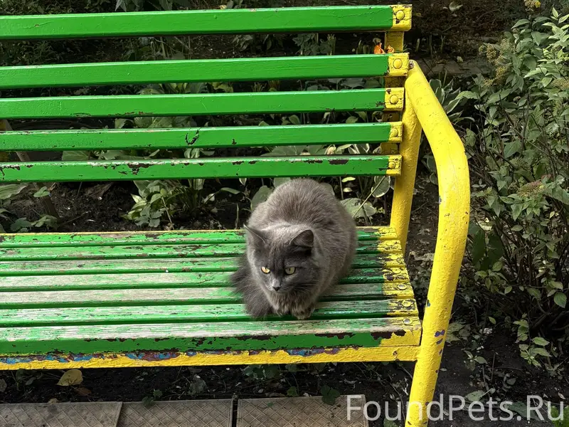 Найден котик, Коминтерновский район