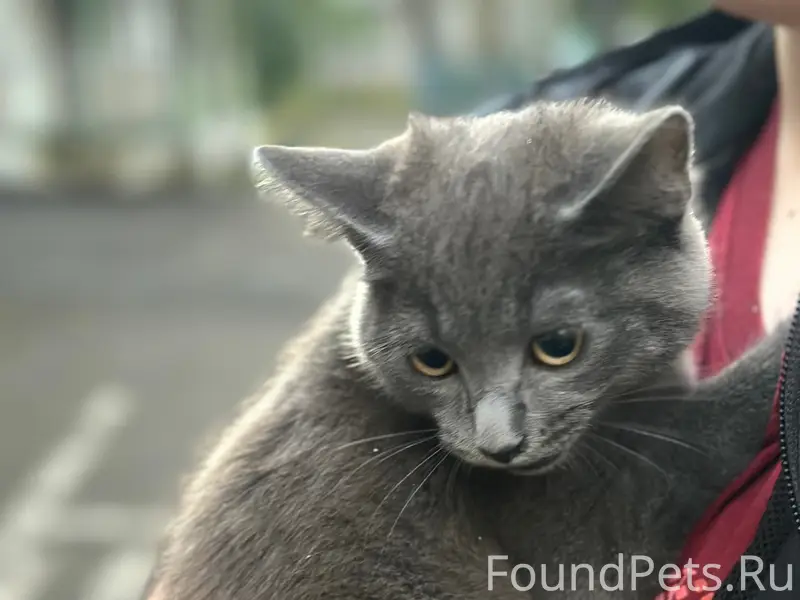 Найден котёнок, Циолковского, 66