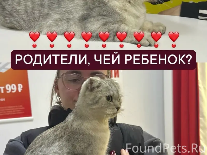 Найден вислоухий котёнок, Ржев