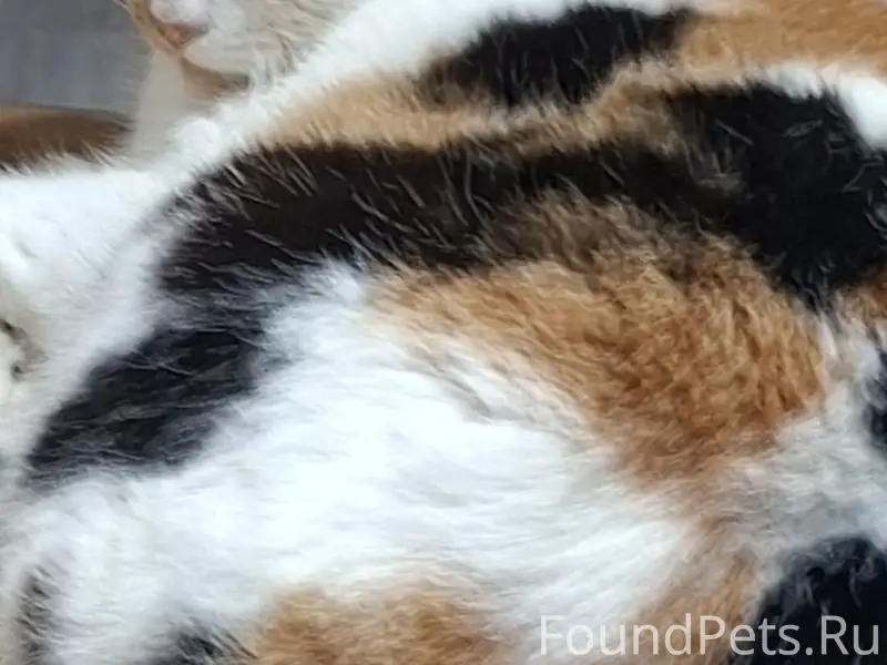 Пропала кошка, ул. Свободная