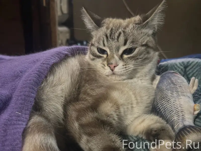 Пропала кошка Миучи, Гатчинский район