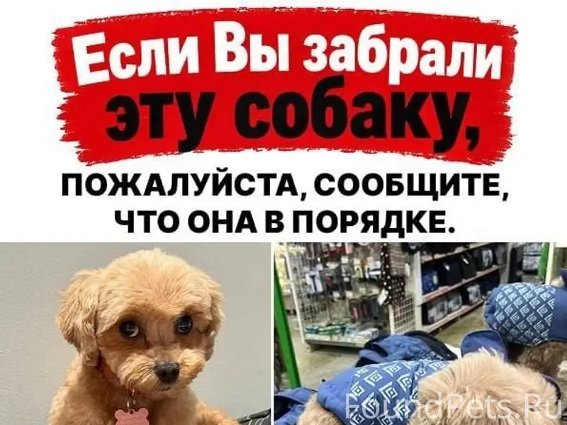 Пропала собака, Снт Дружба, Клинский район