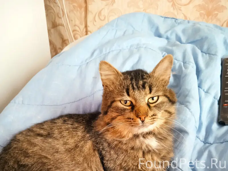 Пропал кот Маркиз, Жукова 7