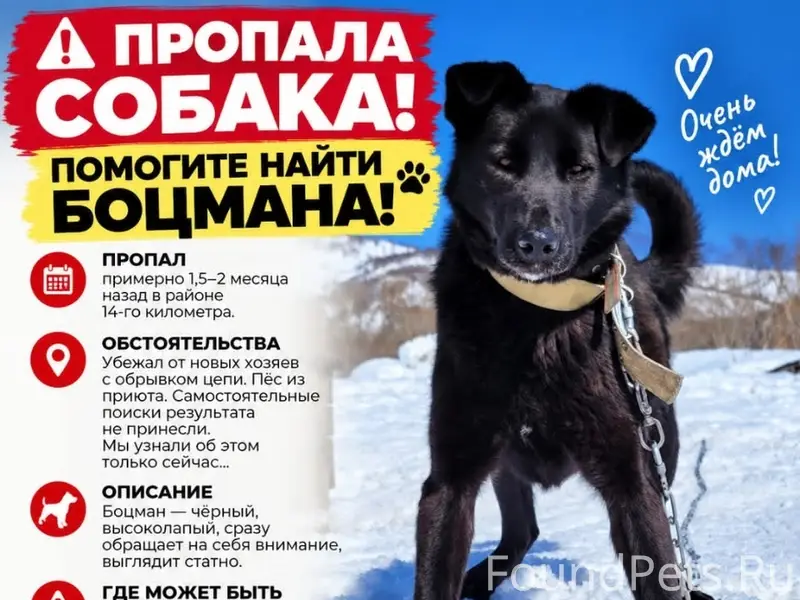 Пропал пёс Боцман, район 14-го километра