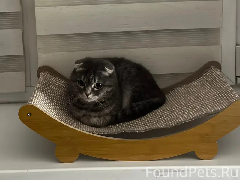Пропала кошка, поселок