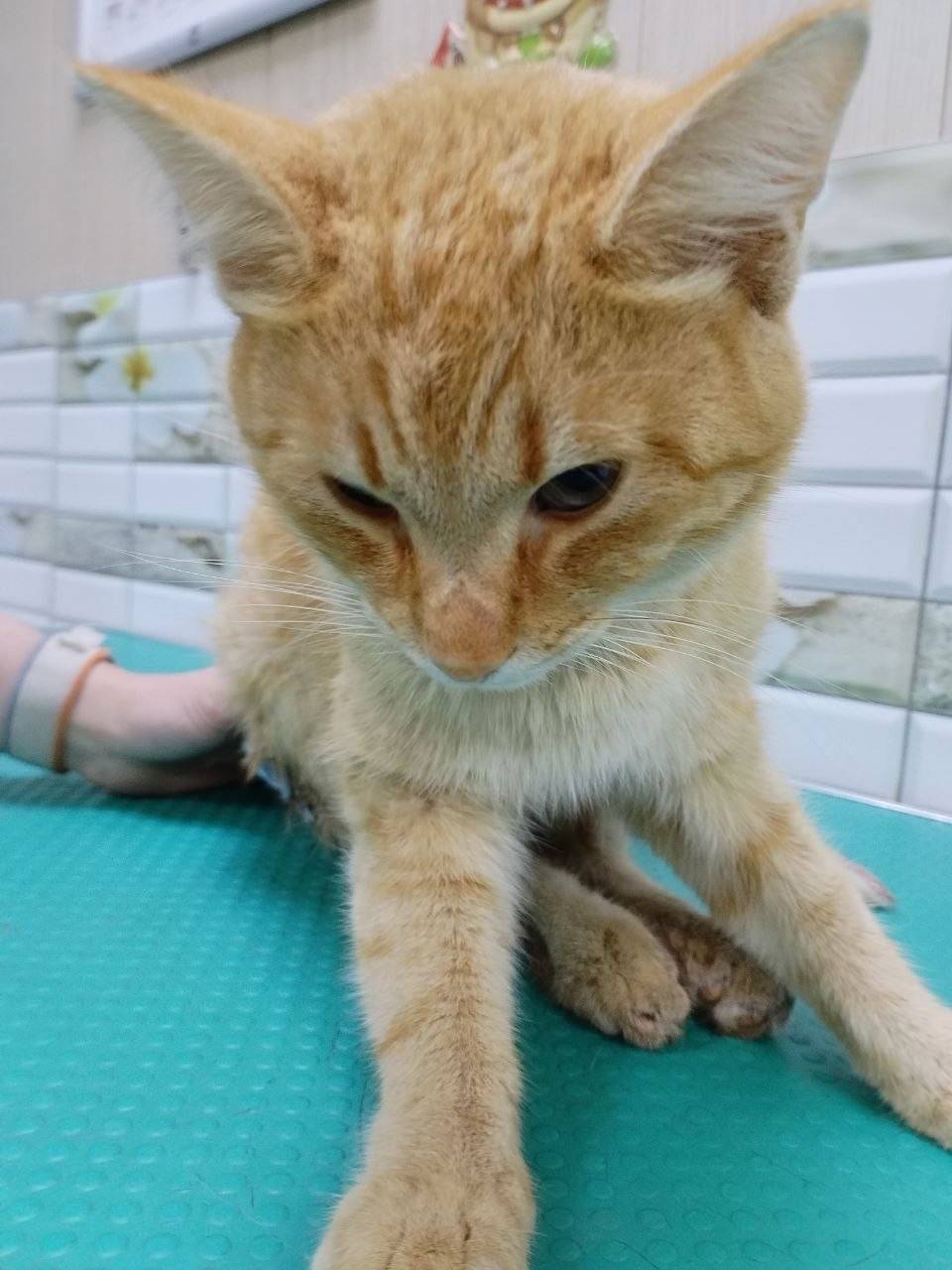 Найден рыжий кот, Бердск