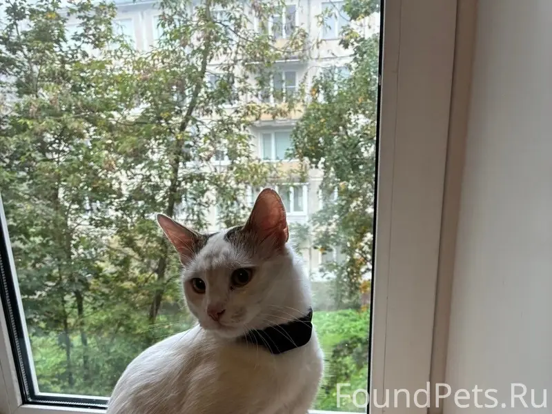 Найден кот, Санкт-Петербург, Московский район
