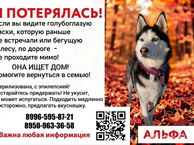 Пропала хаски Альфа, Новодвинск