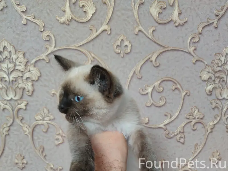 Найден сиамский котёнок, район санта барбара