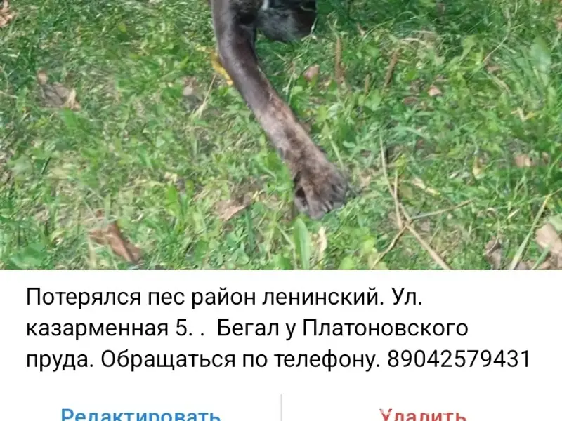 Пропал пёс, Ленинский район