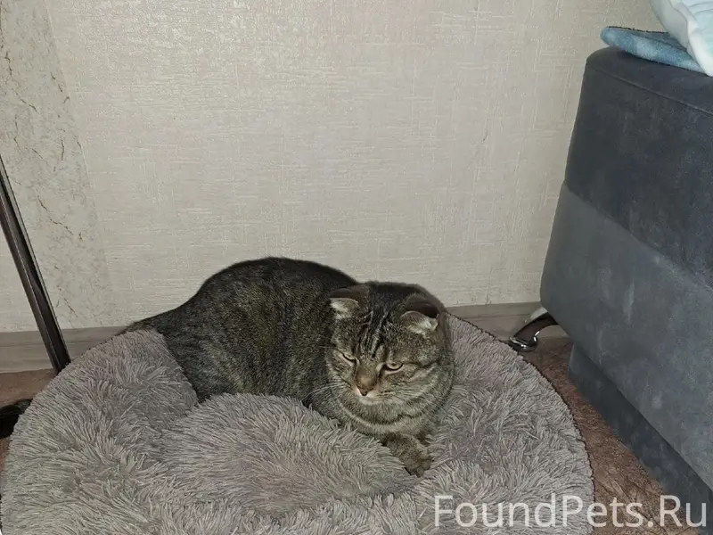 Пропал кот Барсик, Коренцова 7