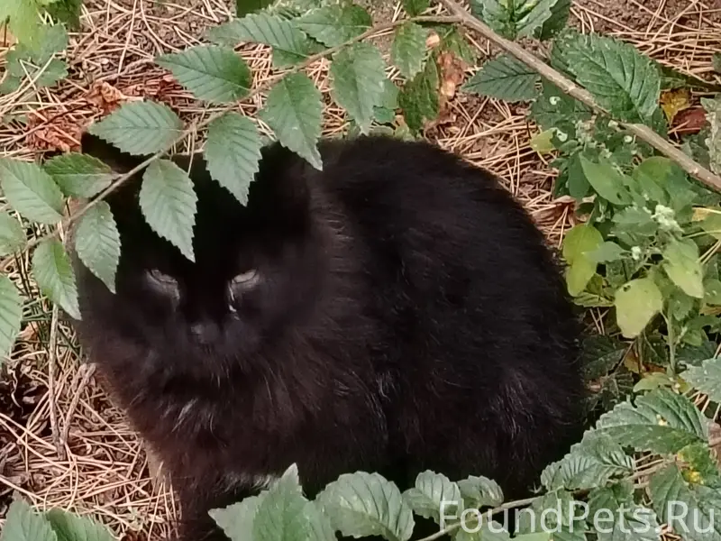 Пропал беспородный котёнок Малыш, Жуковский