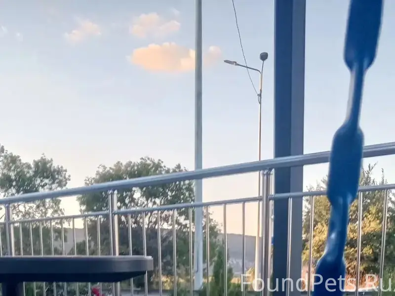 Пропал пёс, Фиолент, Балаклава