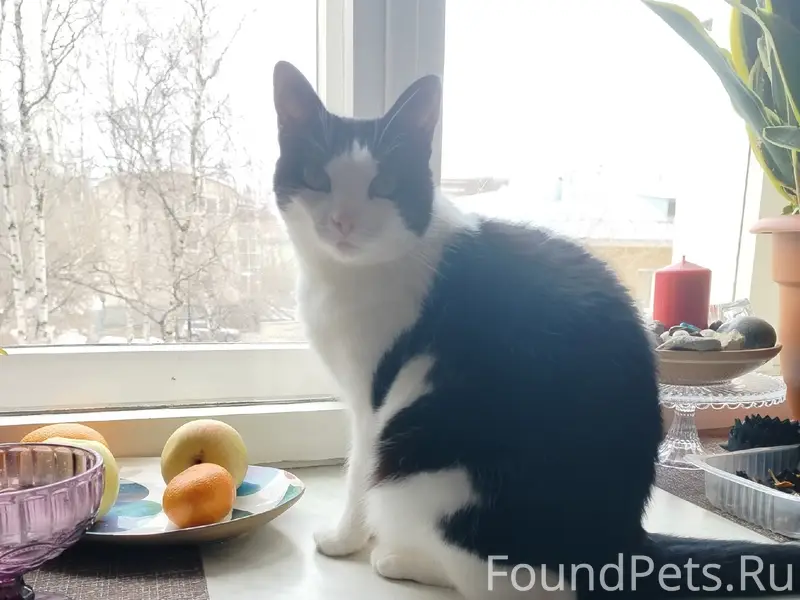Пропала домашняя кошка, Петрозаводск