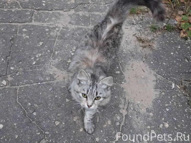 Найдена кошка, Цимлянская 7