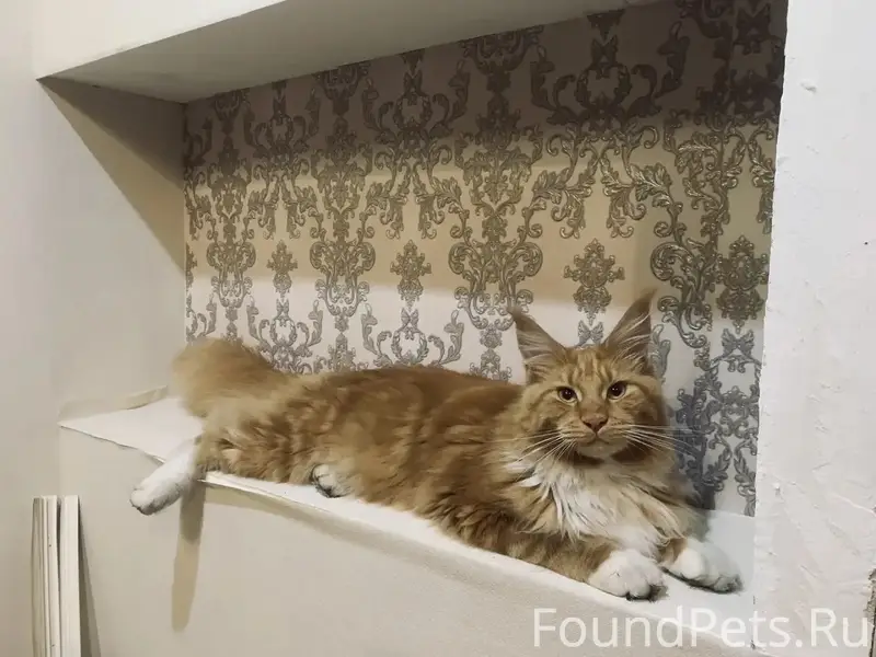 Пропал кот, Рябково