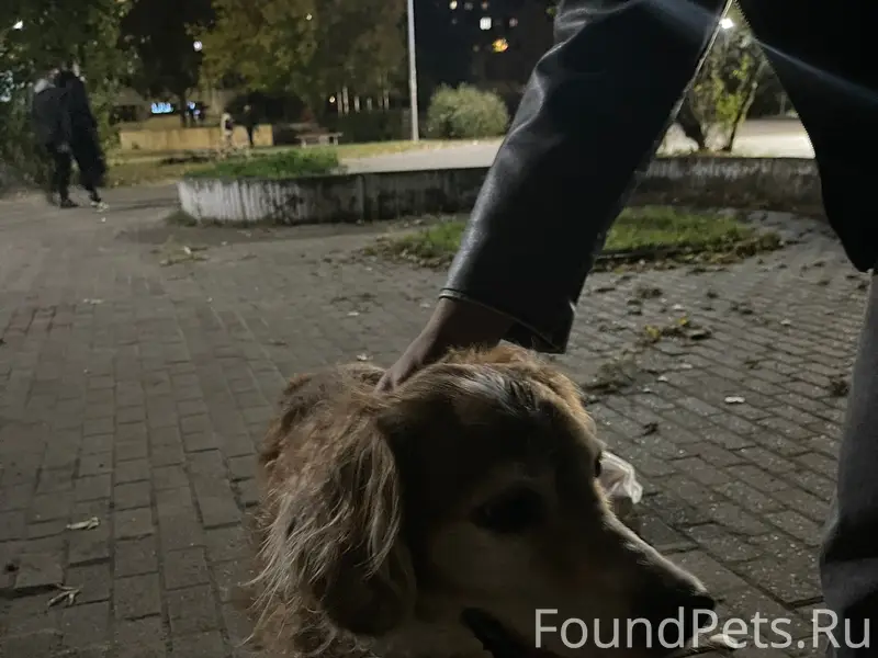 Найдена собака, ул. Сергея Есенина