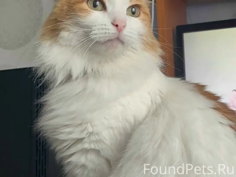 Пропала кошка Мурка, Львовская