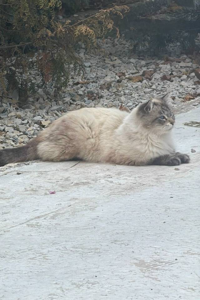 Пропал кот Сима, Новороссийск