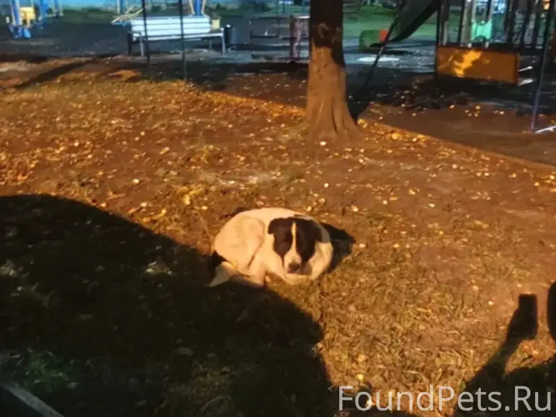 Замечена собака, Люберцы!!!