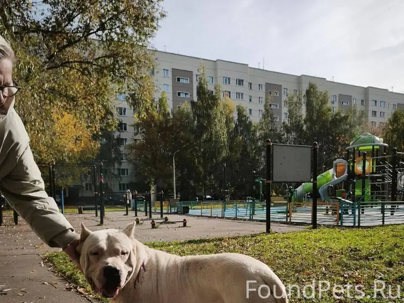 Найден аргентинский дог, Реутов, Юбилейный проспект