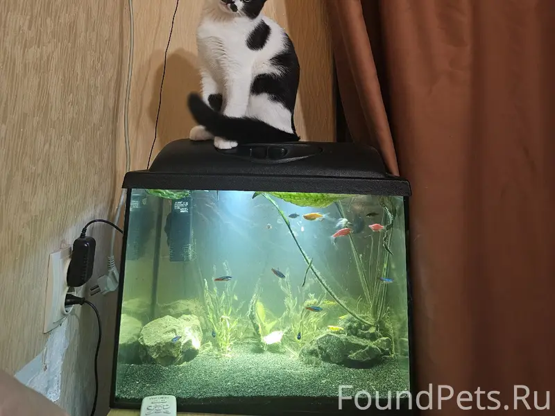 Пропал котик Ёся, район ул. Маршала Геловани