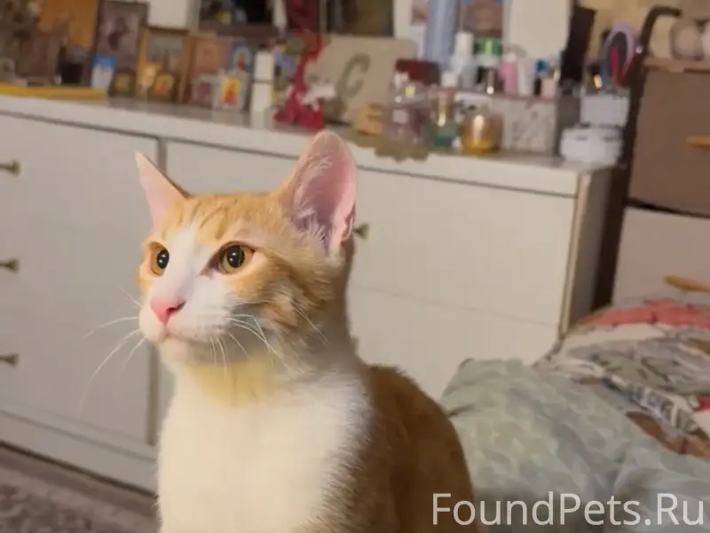 Пропал рыжий кот, Кузьминки