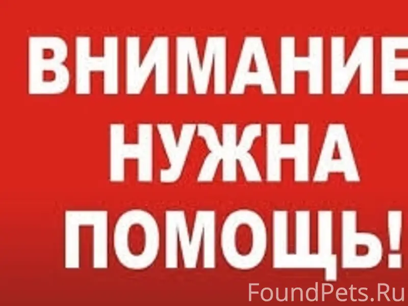 Пропала кошка, район Козленская-Левичева