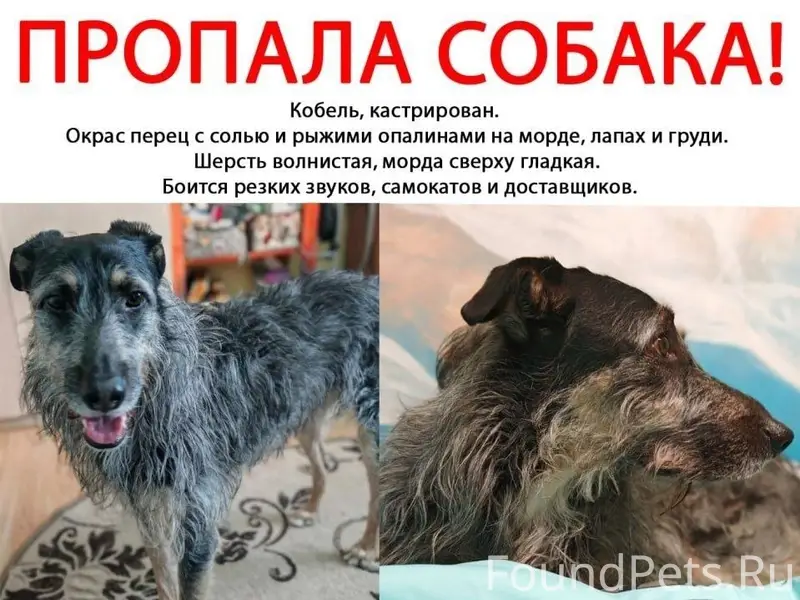 Пропал кобель, перец с солью, Щербинка