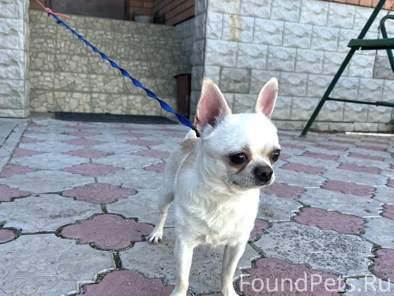 Пропала собака. Рокки 
